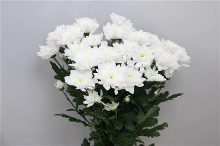 Chrysanthemum Indicum Grp tros kas Baltica