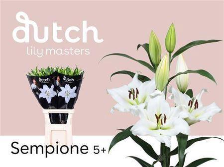 Lilium (OT-hybrids Grp) 'Sempione'