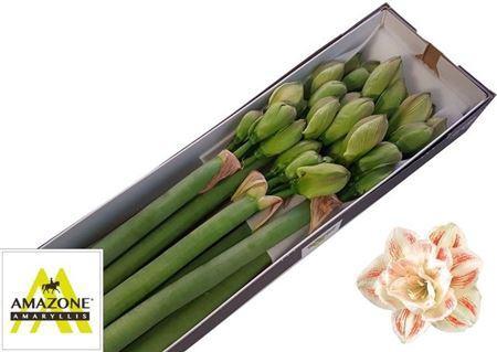 Hippeastrum Double Galaxy Grp 'Nymph'