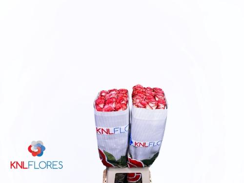 Rosa grootbloemig Blush