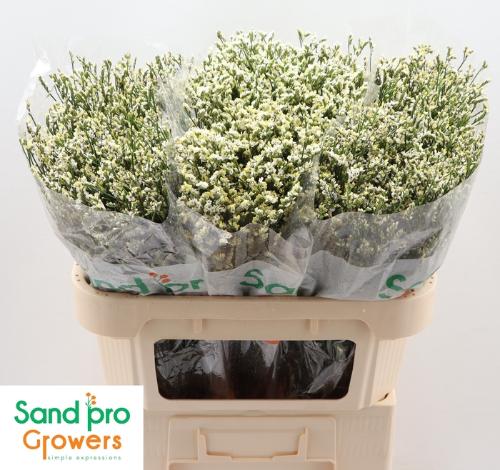 Limonium sinensis Cool Diamond