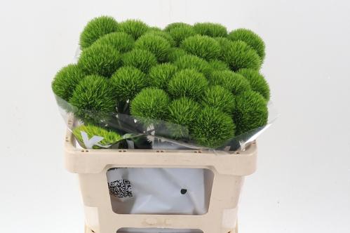 Dianthus barbatus Kiwi Mellow