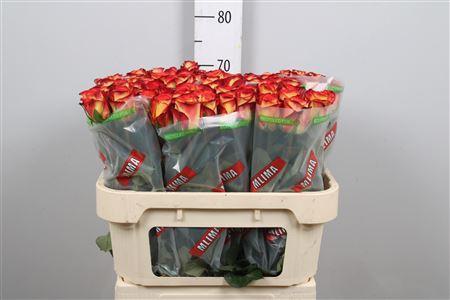 Rosa grootbloemig Firefox