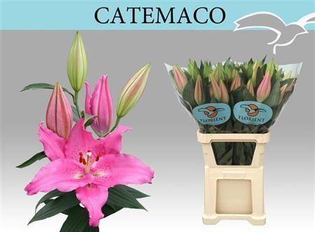 Lilium Oriental Grp 'Catemaco'
