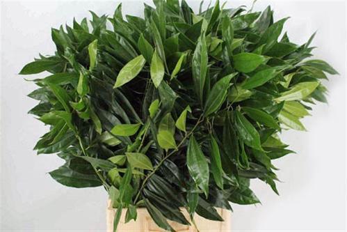 Cocculus laurifolius