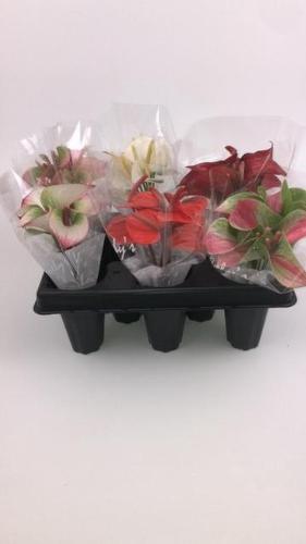 Anthurium Andreanum Grp Love Collectie