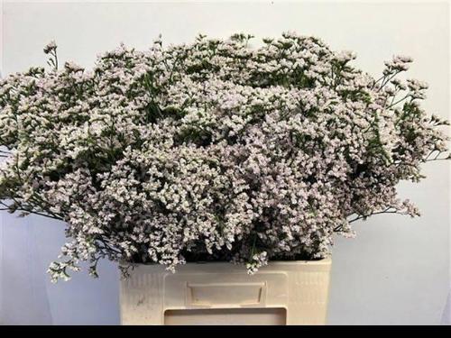 Limonium caspium 'White Neto'