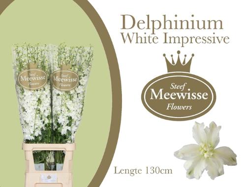 Delphinium dubbelbloemig (Elatum Grp) 'Dewi Impressive White'