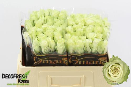 Rosa grootbloemig Athena