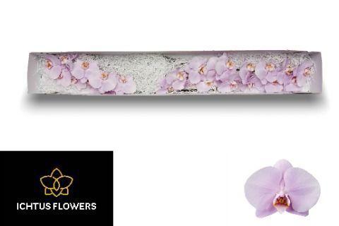 Phalaenopsis per bloem Manila