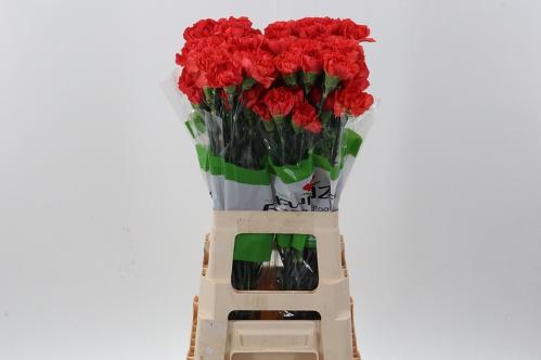 Dianthus standaard overig
