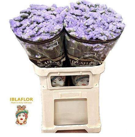 Limonium sinuatum Atlanta Sun Birds