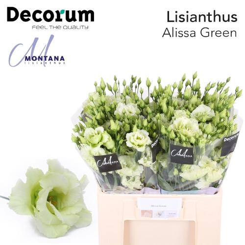 Eustoma russellianum gevuldbloemig 'Alissa Green'