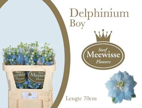 Delphinium Elatum Grp dubbelbloemig 'Dewi Boy'