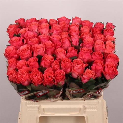 Rosa grootbloemig Pink Tacazzi+
