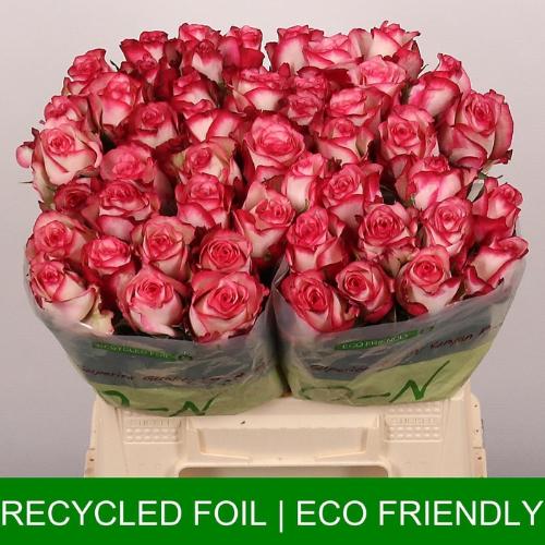 Rosa grootbloemig Paloma