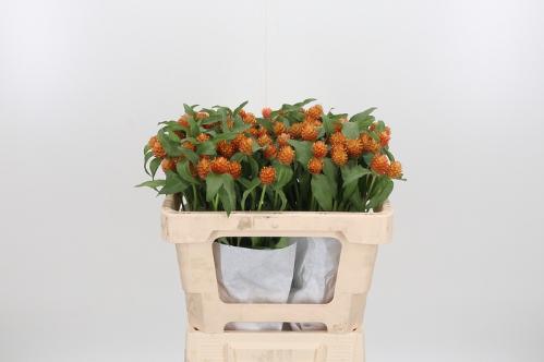 Gomphrena globosa overig