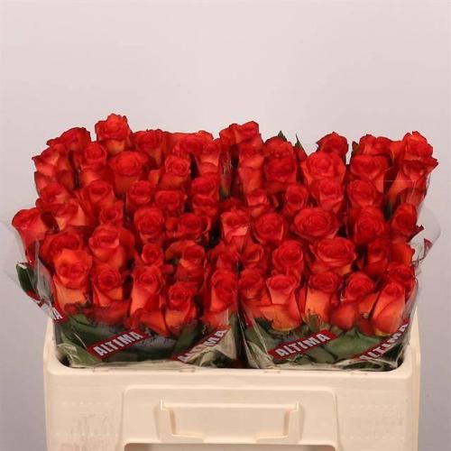 Rosa grootbloemig Meteor