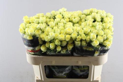 Rosa tros Wedding Invite