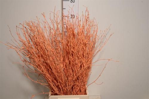 Betula kleurbehandeld H%