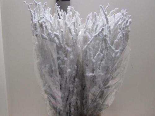 Betula kleurbehandeld H%