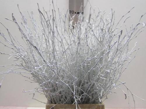 Betula kleurbehandeld H%