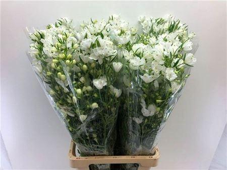 Delphinium grandiflorum enkelbloemig 'Morpho Silky White'