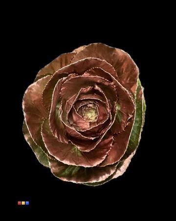 Brassica oleracea kleurbehandeld H%