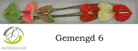 Anthurium Andreanum Grp gemengd 4 kleuren