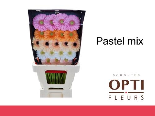 Gerbera mini gemengd