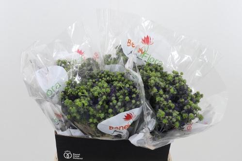 Eryngium planum Magical Purple Stars