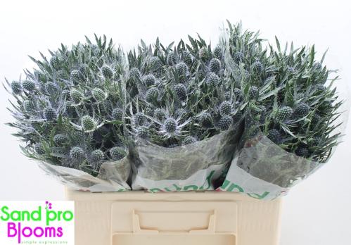 Eryngium Magical Blue Lagoon