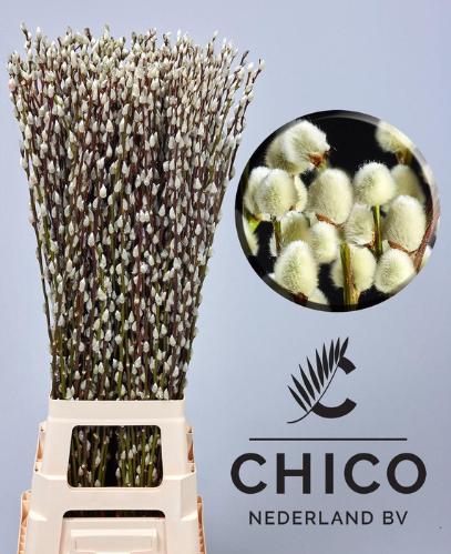 Salix caprea 'Snow Flake'