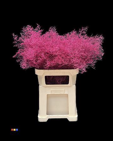 Limonium overig kleurbehandeld H%