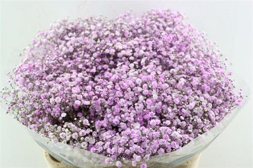Gypsophila overig kleurbehandeld H%