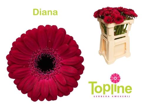 Gerbera mini Diana