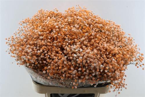 Gypsophila overig kleurbehandeld H%