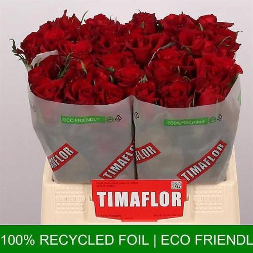 Rosa grootbloemig Ever Red