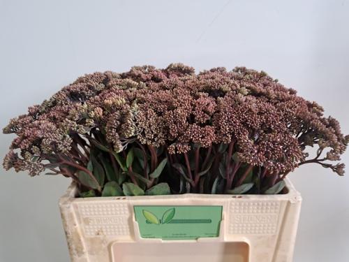 Sedum 'Matrona' 