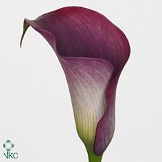 Zantedeschia 'Captain Promise'