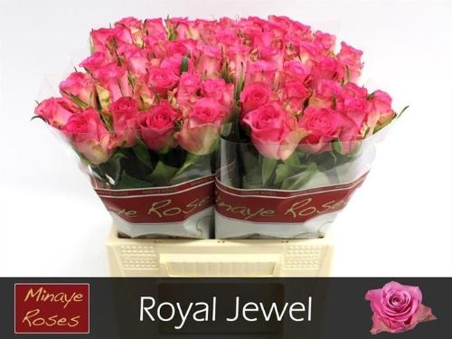 Rosa grootbloemig Royal Jewel