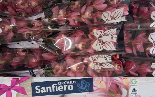 Cymbidium grootbloemig 'Gerry'