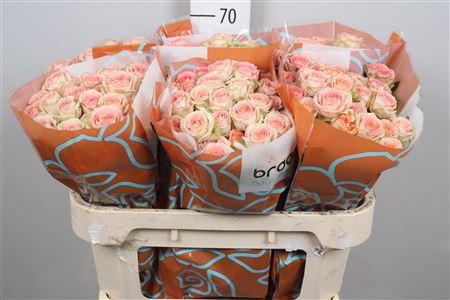 Rosa tros Azore