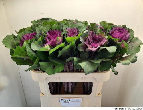 Brassica oleracea 'Elegance'