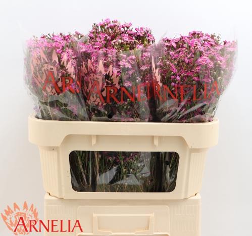 Chamelaucium 'Purple Rain'