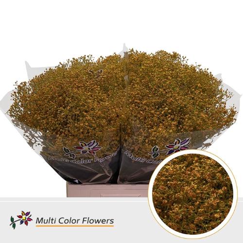 Gypsophila overig kleurbehandeld H%