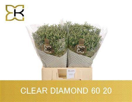 Limonium sinensis Clear Diamond