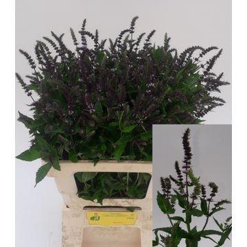 Mentha 'Dark Sensation'