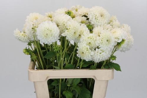Dahlia 'Ice Ice Baby'