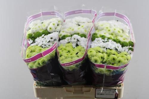 Chrysanthemum Indicum Grp tros santini gemengd